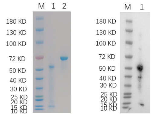 Reducing 4%-20% SDS-PAGE (CBB stained) and WB (Anti-His Mouse Monoclonal Antibody) analysis profiles of purified ADAM8.
1. ADAM8: 1 μg
2. BSA: 1 μg